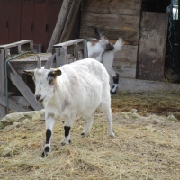 6 - La chèvre nous encourage dans la montée
