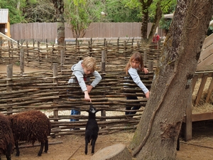 Les enfants en extase devant les chèvres