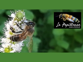 La Papillonne - Le Bugue