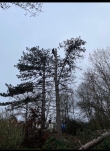 elagage sommet 20260122_143408