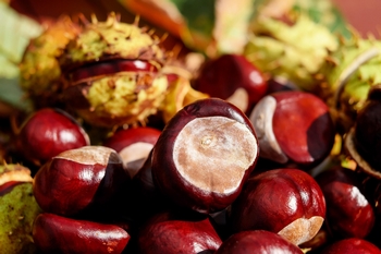Rencontre de la Châtaigne et des Saveurs à Villefranche-du-Périgord